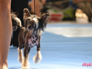 Valentino z Jasn� hv�zdy