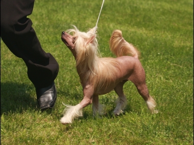 Magic Touch Gavany�s Bohemia