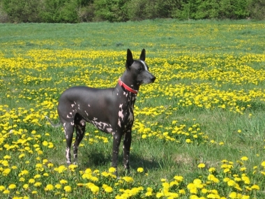 AGIR z Kr�sn�ho Boti�e