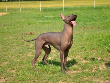 Bay�s Bushyfur Haihais